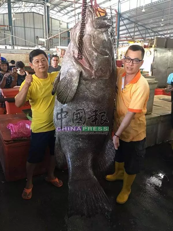 捕獲200公斤龍躉 1萬令吉賣出