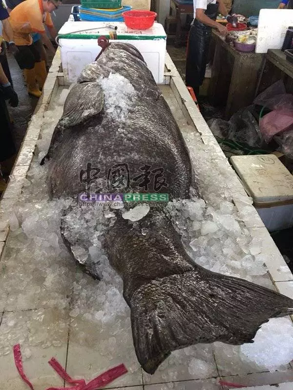 捕獲200公斤龍躉 1萬令吉賣出