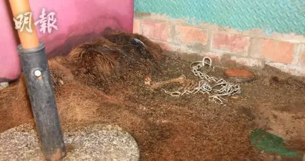 情侶分手遭遺棄 藏獒餓死化骨