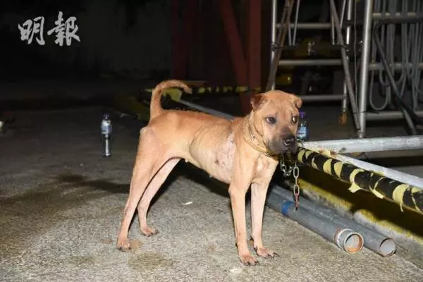 情侶分手遭遺棄 藏獒餓死化骨