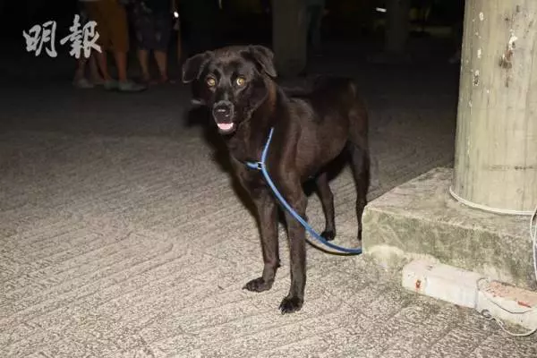 情侶分手遭遺棄 藏獒餓死化骨