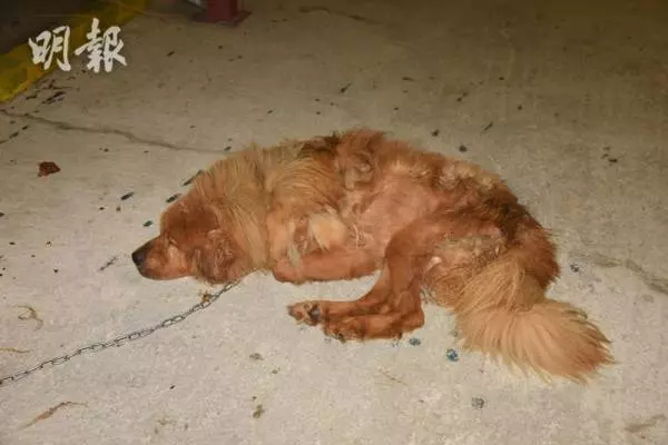 情侶分手遭遺棄 藏獒餓死化骨