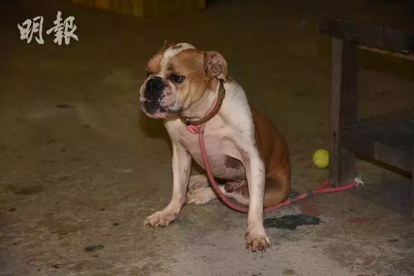 情侶分手遭遺棄 藏獒餓死化骨