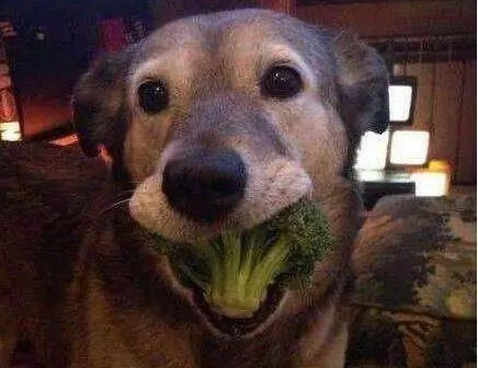 狗狗除了吃狗糧,這6種常見食物也能吃!