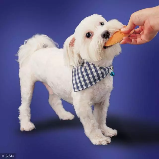狗狗除了吃狗糧,這6種常見食物也能吃!
