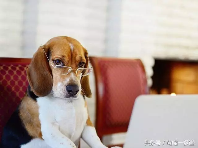 你家的狗狗聰明嗎? 幾個小測驗馬上就知道唷!