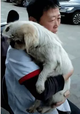 八年前走丟的狗,自己找回主人身邊,牠一輩子都在找回家的路!