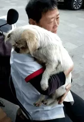 八年前走丟的狗,自己找回主人身邊,牠一輩子都在找回家的路!