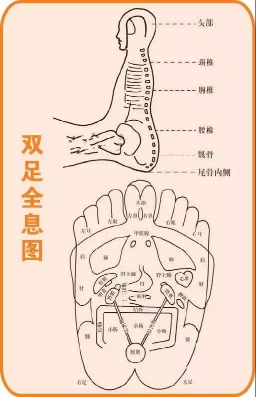 身體五臟六腑在腳上都有對應點,身體有不舒服,在腳上都有所反應