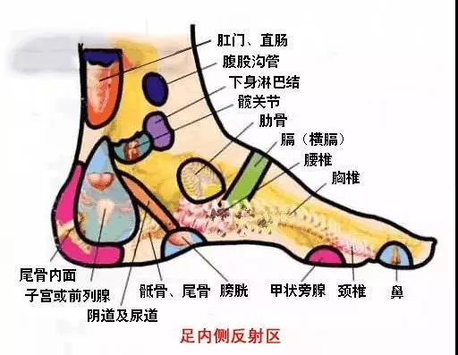 身體五臟六腑在腳上都有對應點,身體有不舒服,在腳上都有所反應