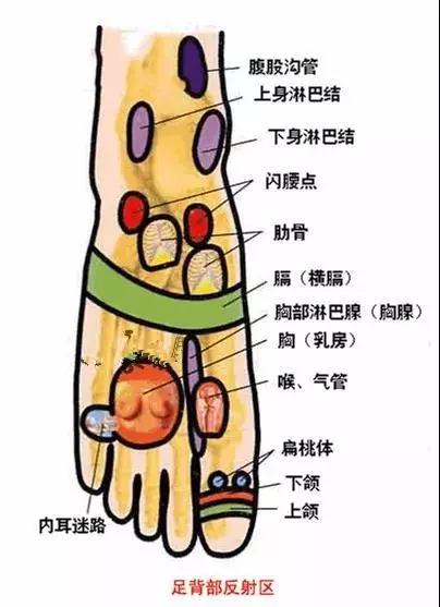 身體五臟六腑在腳上都有對應點,身體有不舒服,在腳上都有所反應