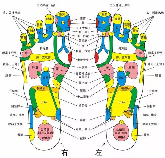 身體五臟六腑在腳上都有對應點,身體有不舒服,在腳上都有所反應