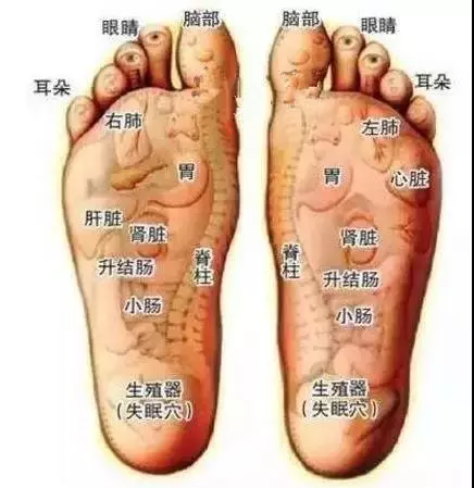 身體五臟六腑在腳上都有對應點,身體有不舒服,在腳上都有所反應