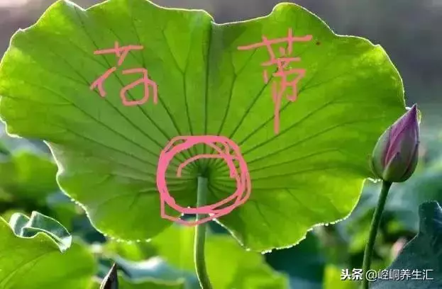 老中醫:胖補氣,瘦補血,對症下藥才最好!