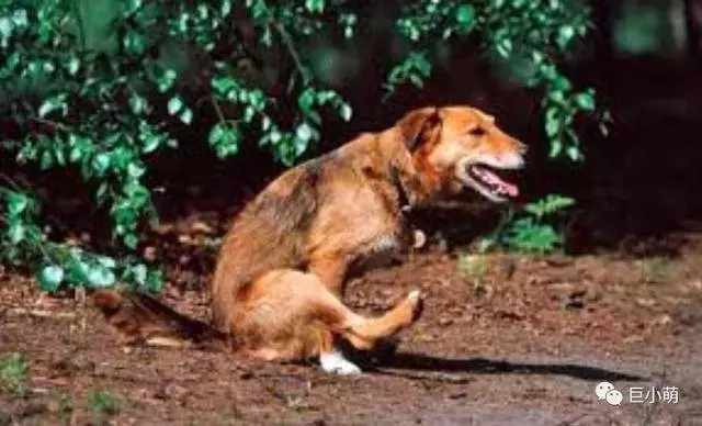 狗狗扒地磨屁股的原因,八成狗主都猜錯