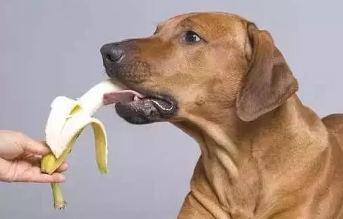 狗狗食用水果指南,一定要看哦!