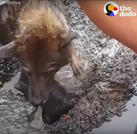 母愛無敵狗寶寶掉進水坑「狗媽媽不停挖」 奮不顧身跳進水裡感動50萬網友
