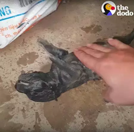 母愛無敵狗寶寶掉進水坑「狗媽媽不停挖」 奮不顧身跳進水裡感動50萬網友