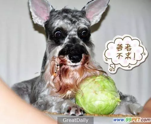90%的人都躺槍,狗狗絕對不能吃的蔬菜非看不可