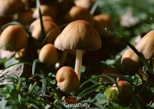 90%的人都躺槍,狗狗絕對不能吃的蔬菜非看不可