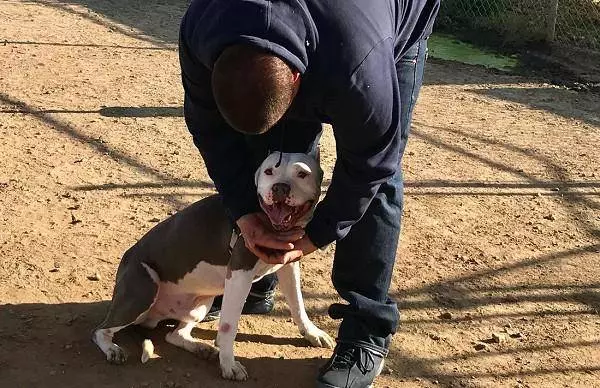 愛犬走失2年心碎,飼主轉電視見絕美微笑,哭著直奔收容所
