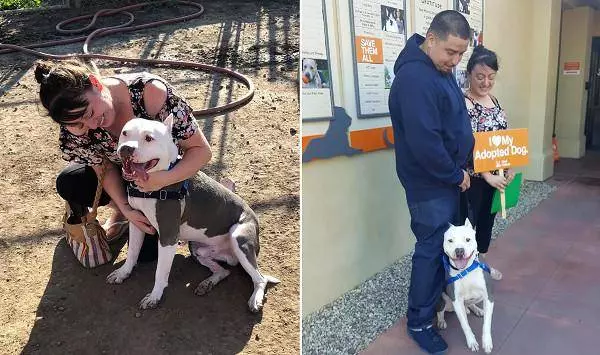 愛犬走失2年心碎,飼主轉電視見絕美微笑,哭著直奔收容所