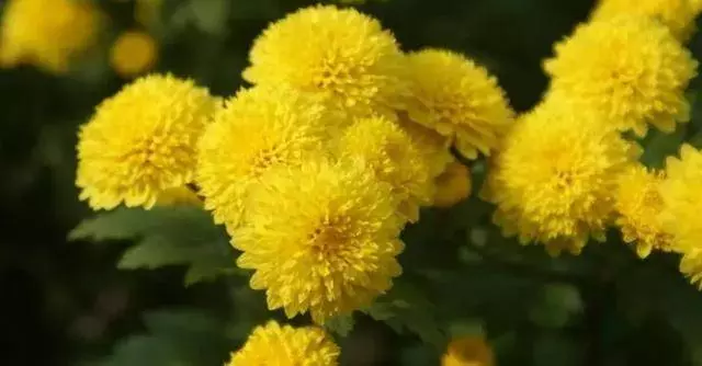 3種菊花茶,功效各不同別喝錯了