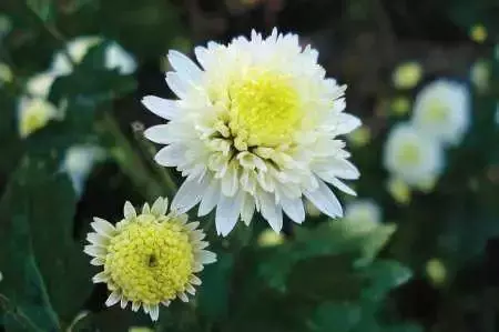 3種菊花茶,功效各不同別喝錯了