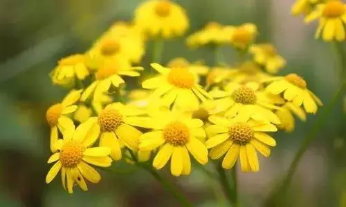 3種菊花茶,功效各不同別喝錯了
