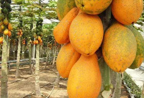 「木瓜籽」不要丟!學會簡單食用方法:排除體內毒素、改善肝硬化
