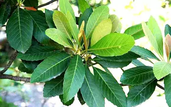 咳嗽痰多,五片樹葉可輕鬆解決,還可以長期當茶喝