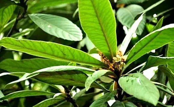 咳嗽痰多,五片樹葉可輕鬆解決,還可以長期當茶喝