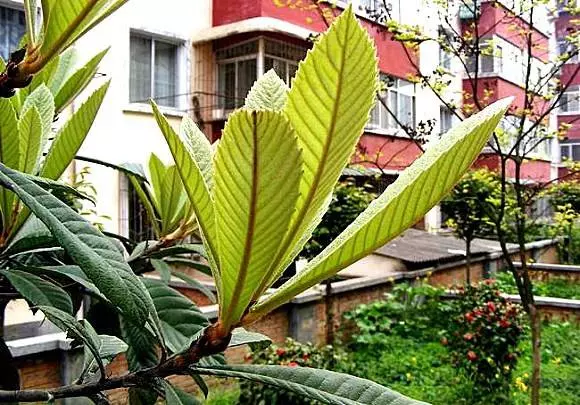 咳嗽痰多,五片樹葉可輕鬆解決,還可以長期當茶喝