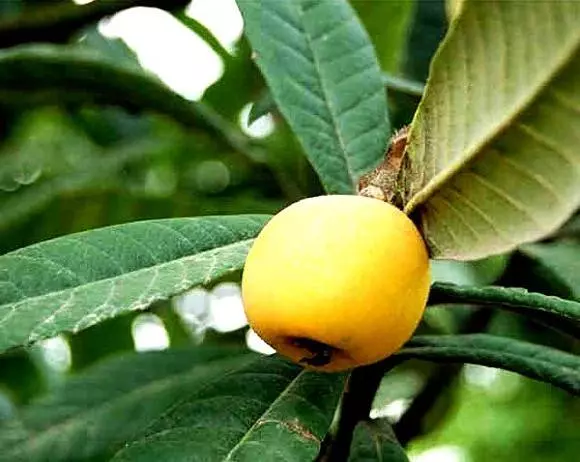 咳嗽痰多,五片樹葉可輕鬆解決,還可以長期當茶喝