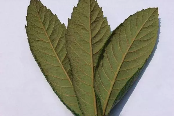 咳嗽痰多,五片樹葉可輕鬆解決,還可以長期當茶喝