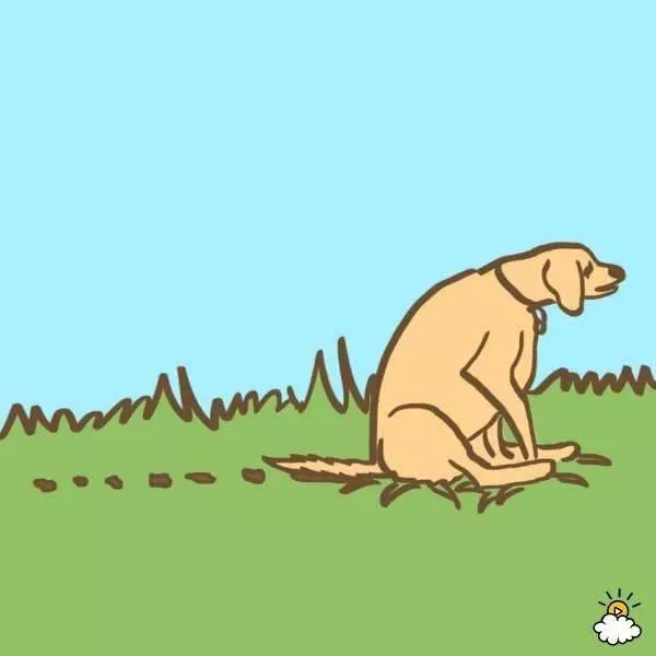 8個很多狗主人看不懂就亂罵的狗狗古怪便便習慣,其背後超有意義