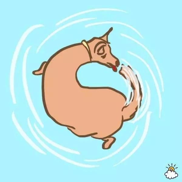 8個很多狗主人看不懂就亂罵的狗狗古怪便便習慣,其背後超有意義