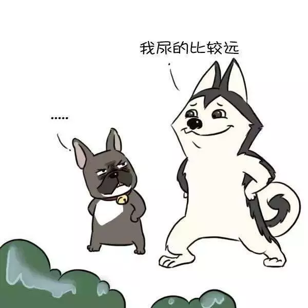 獸醫一定要告訴你的十個秘密,飼主不懂倒楣的是狗狗!