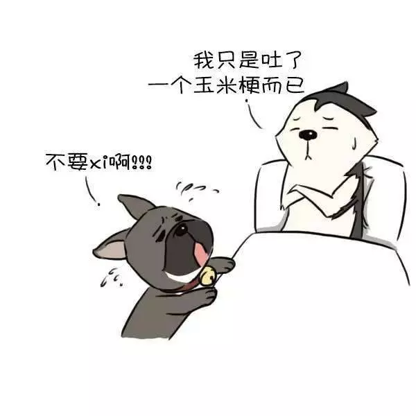 獸醫一定要告訴你的十個秘密,飼主不懂倒楣的是狗狗!