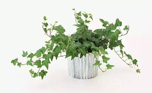 真正能吸甲醛的幾種植物,家裡要放一個
