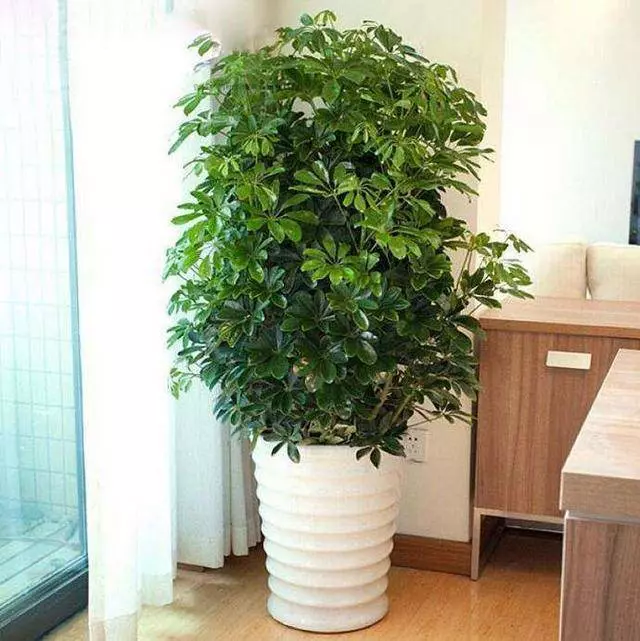 真正能吸甲醛的幾種植物,家裡要放一個