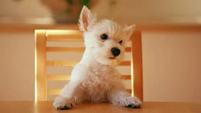 狗狗都是大胃王?其實它的腸胃很脆弱