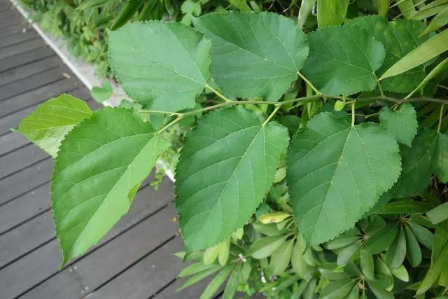 桑葉有沒有降血糖的效果?簡單說一下上述問題和桑葉的三種用法