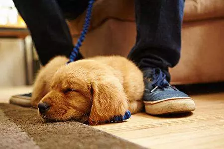 為什麼狗狗喜歡在桌子下面和主人的腳邊睡覺?答案讓人心疼!