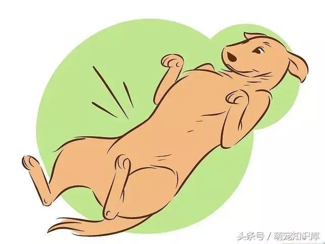學會這六招撫摸狗狗,你家狗狗一定會超愛你!