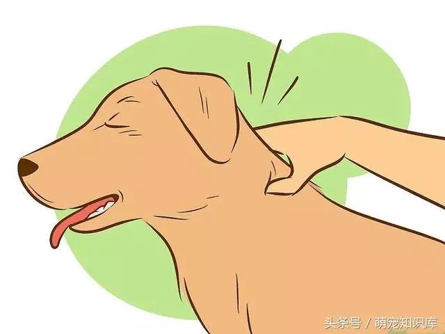 學會這六招撫摸狗狗,你家狗狗一定會超愛你!