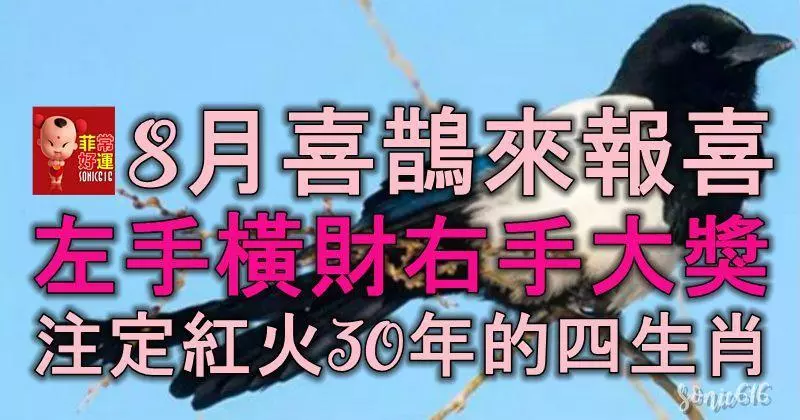8月喜鵲來報喜,左手橫財,右手大獎,註定紅火30年的四生肖