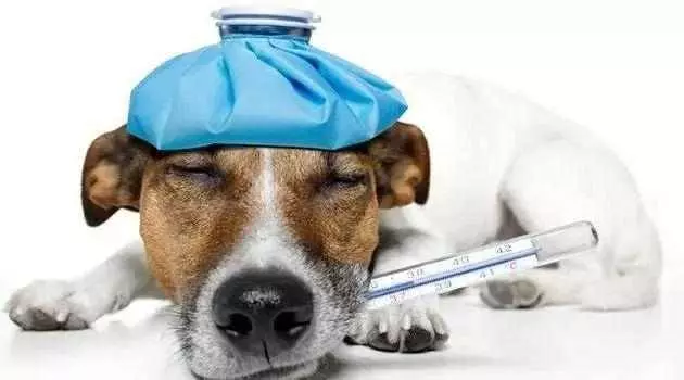 狗狗愛舔人到底是好事還是壞事?