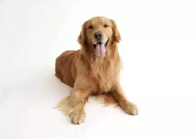 狗狗愛舔人到底是好事還是壞事?