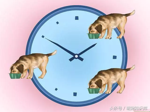 二分鐘告訴你:如何訓練狗狗到固定地方大小便!
